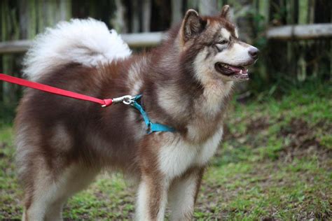 Alaskan Malamute Club of the Philippines .